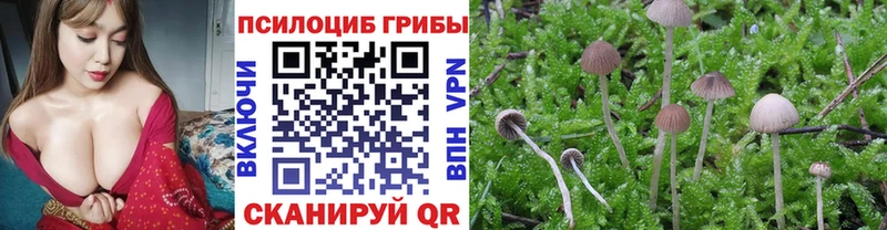 Псилоцибиновые грибы мицелий  купить   Новоузенск 